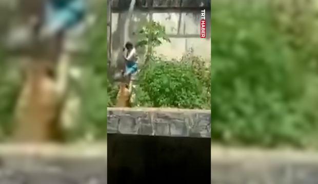 6 metrelik duvarı aşıp aslan kafesine girdi! Sonrası ise...