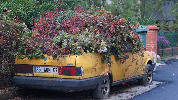 Sarmaşıkla kaplanan otomobil