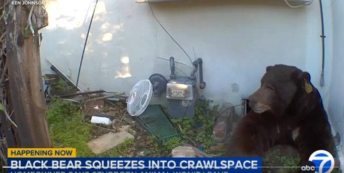 Ayının boşluktan geçtiğini gösteren başka bir görüntü (Kaynak: ABC7)