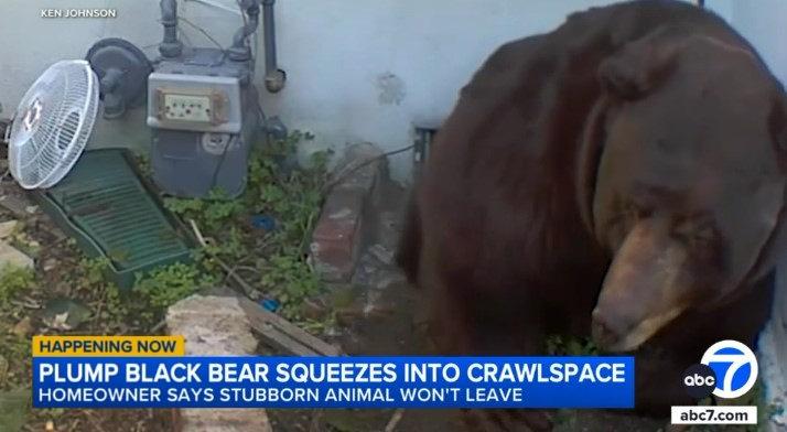 Ayı, evin altındaki boşluktan çıkıyor (Kaynak: ABC7)