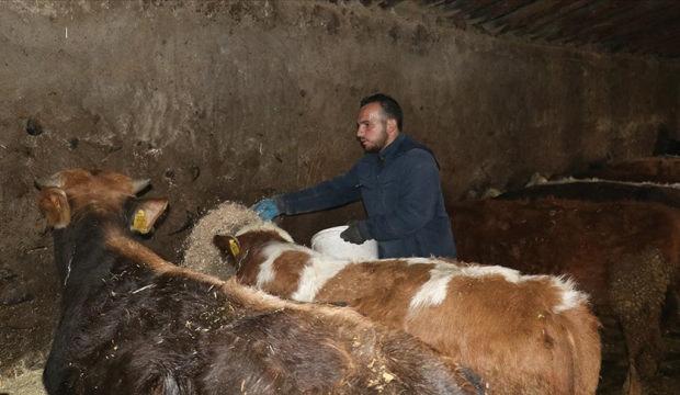 Ağrılı genç, hibe desteğiyle hayvancılık işini büyüttü