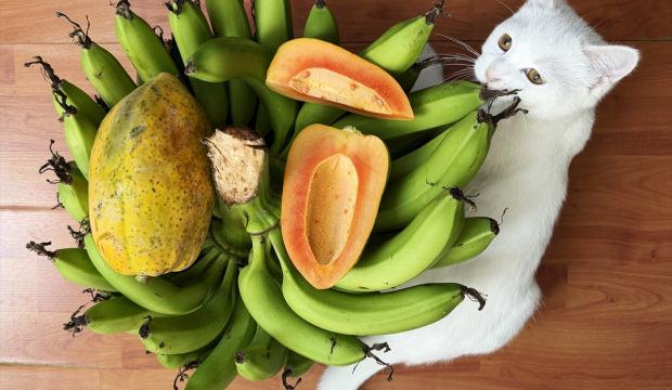 Dün alıyorduk bugün dünyaya satıyoruz: Diktikten 1 yıl sonra para basıyor!