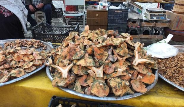 Balıkesir’de yağmur yağdı, mantar fışkırdı