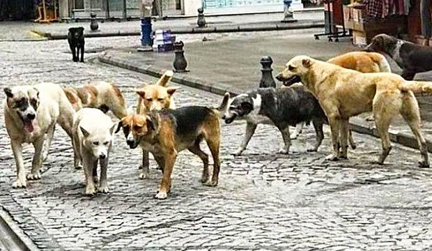 Batı sokaklarında neden başıboş köpek yok?