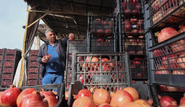Kuraklık Zivzik narında verimi yarı yarıya düşürdü