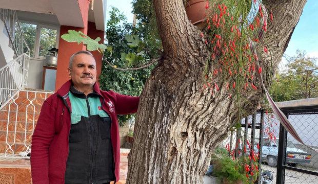 Osmaniye'de ilginç hadise: Dut ağacından incir yetişti