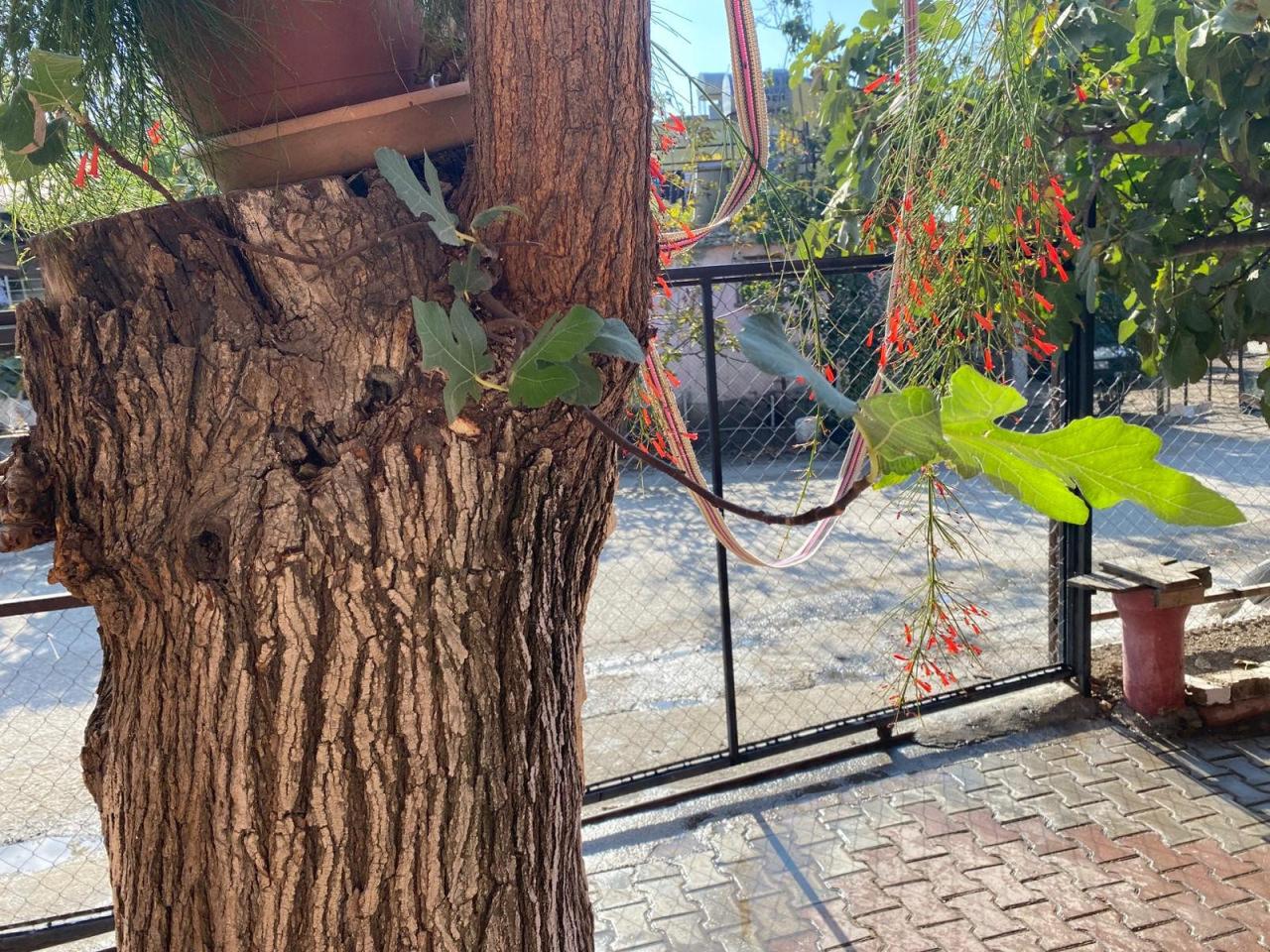 Dut ağacının gövdesinde yetişip meyve veren incir ağacı şaşırttı.