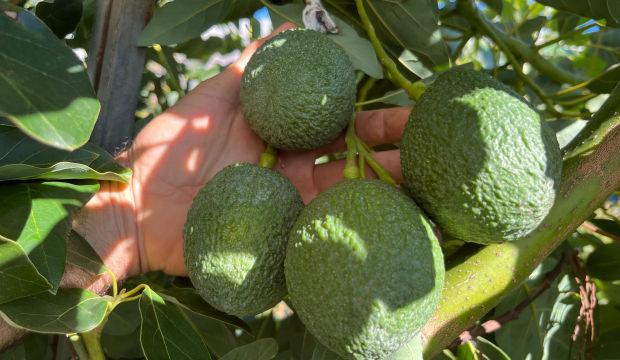 Türk çiftçisinin büyük başarısı! Alanya'yı tropikal üs haline getirdiler