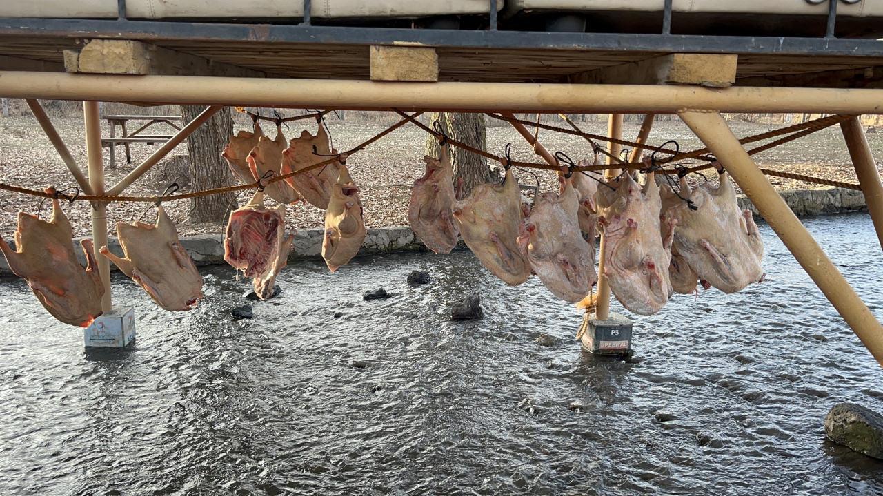 Kurutulan kaz etleri