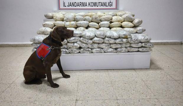 Van'da arazide 60 kilo skunk ele geçirildi