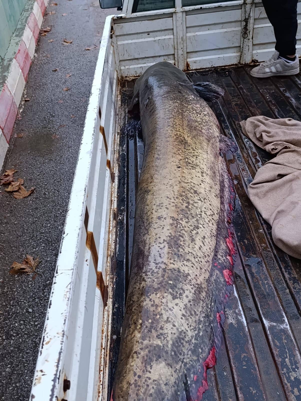 Osman Bulut tarafından yakalanan 65 kilogramlık dev yayın balığı.