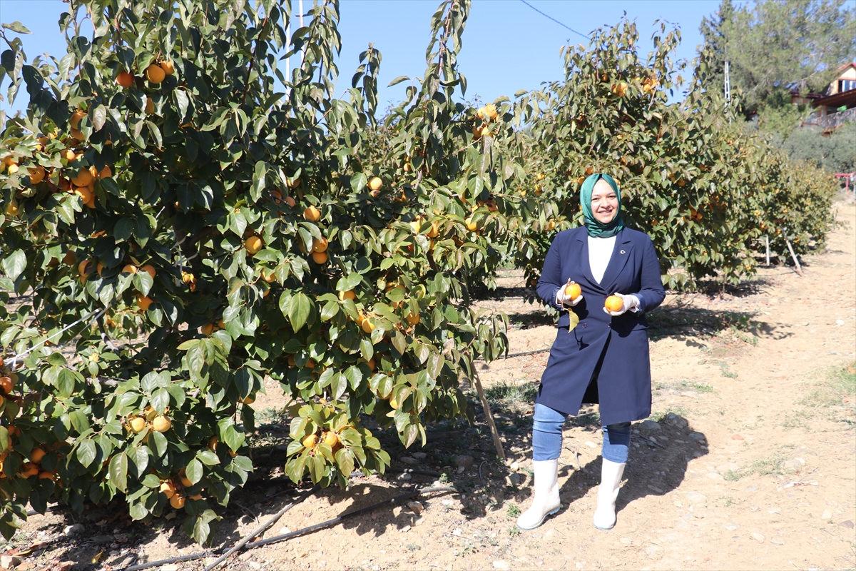 Trabzon hurması bahçesi