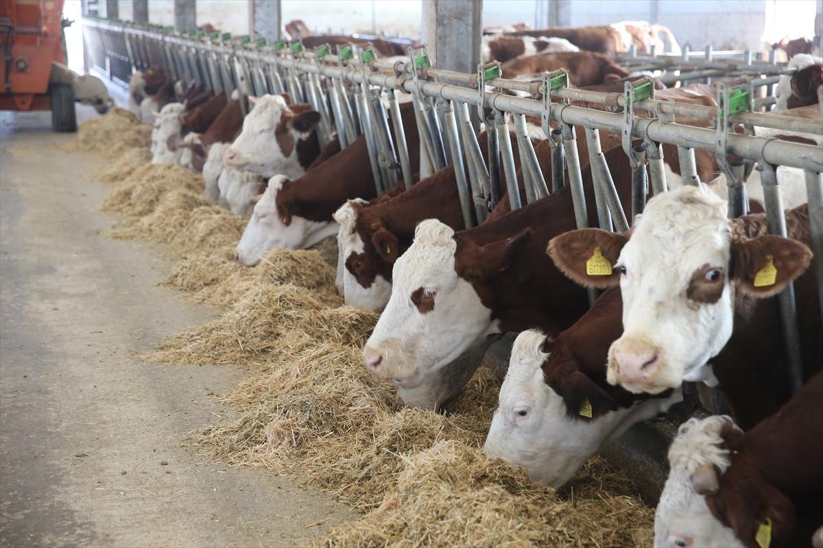 Otlayan büyükbaş hayvanlar