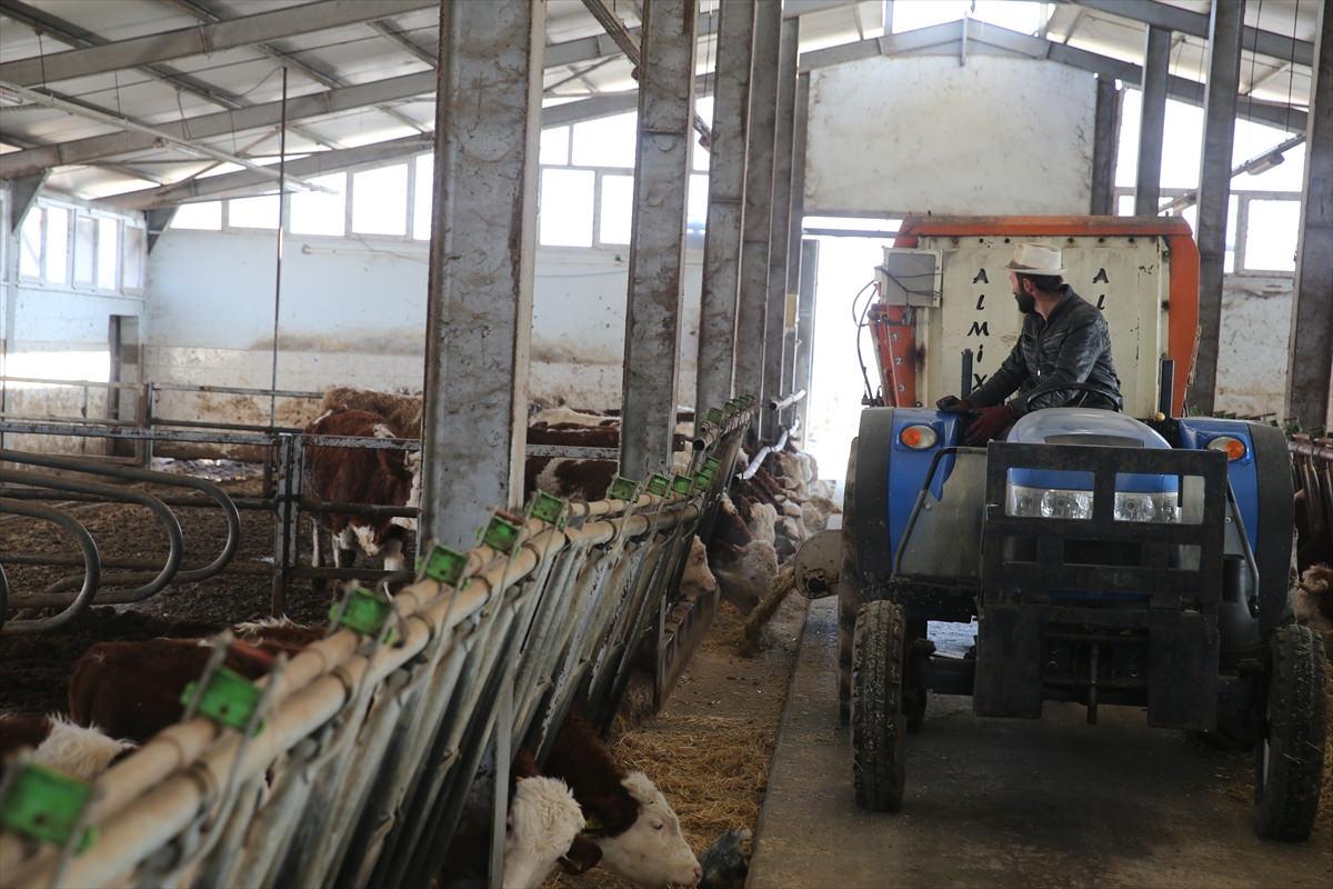 Büyükbaş hayvan çiftliği