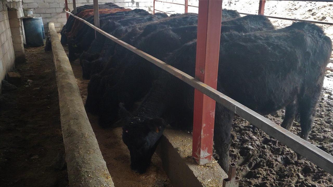 Devlet desteğiyle alınan 15 deve güvesi.