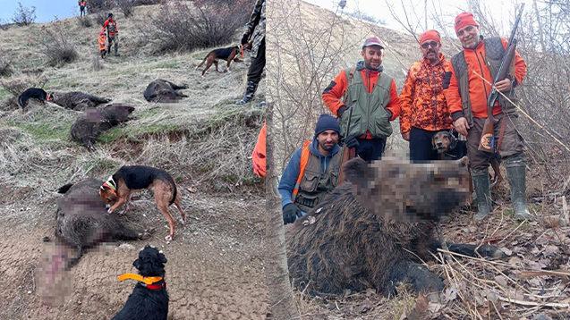 Avcılar tarafından avlanan yaban domuzları. 