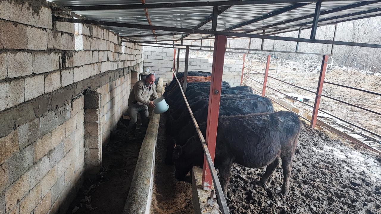 Asena Akkuş'a hibe edilen hayvanlar.