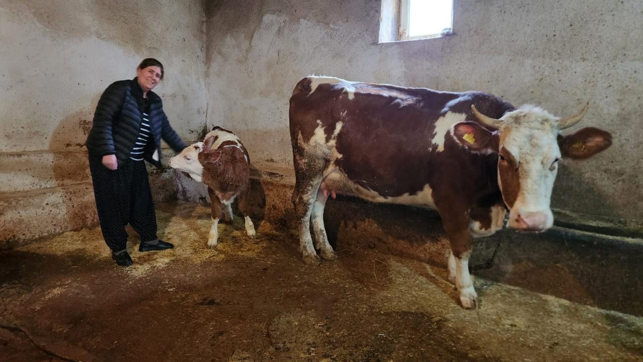 Yazgülü Almaz, hem muhtarlık hem de besicilik yapıyor.