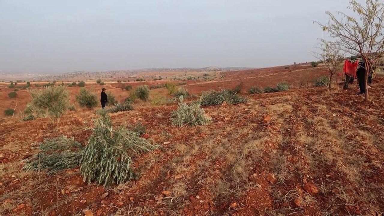 10 bin ağacın kırılarak kesildiği arazi.