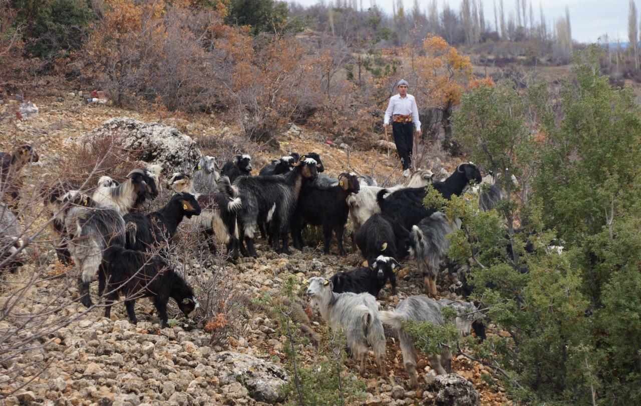 Yusuf Efe Saparca hayvanlarını otlatıyor.