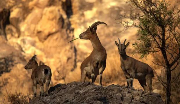 Avladığına bin pişman oldu! 953 bin TL ceza ödeyecek