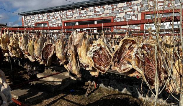 İpe dizilen 900 kazı gören dönüp bir daha baktı