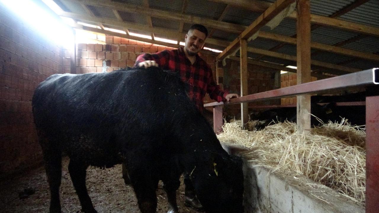 Uğur Gedik'e ait hayvanlar.