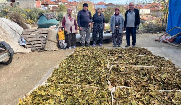 Hasadı tamamlanan tütünler satış için hazırlanıyor