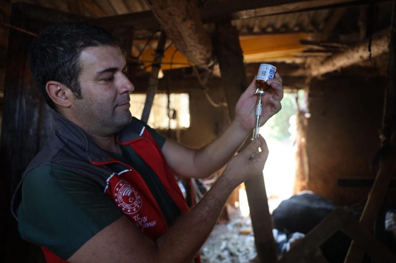 Muğla'nın Milas ilçesinde şap hastalığı nedeniyle 11 mahallede karantina başlatıldı.
