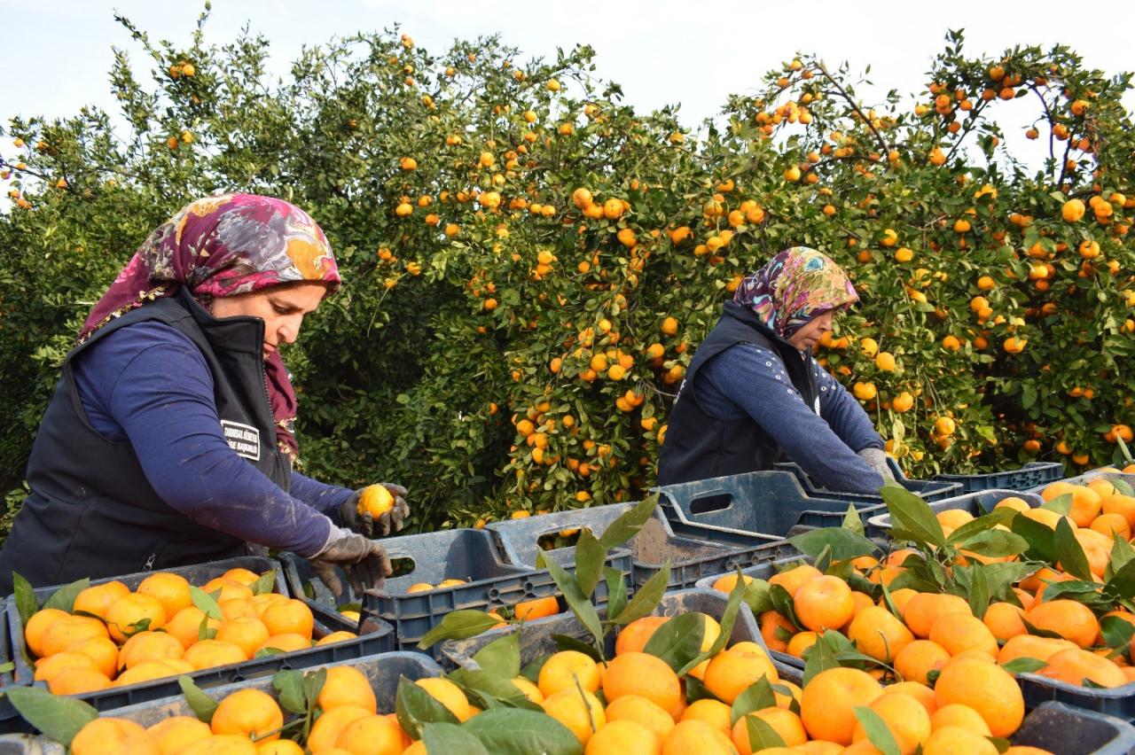 Mandalina hasadı