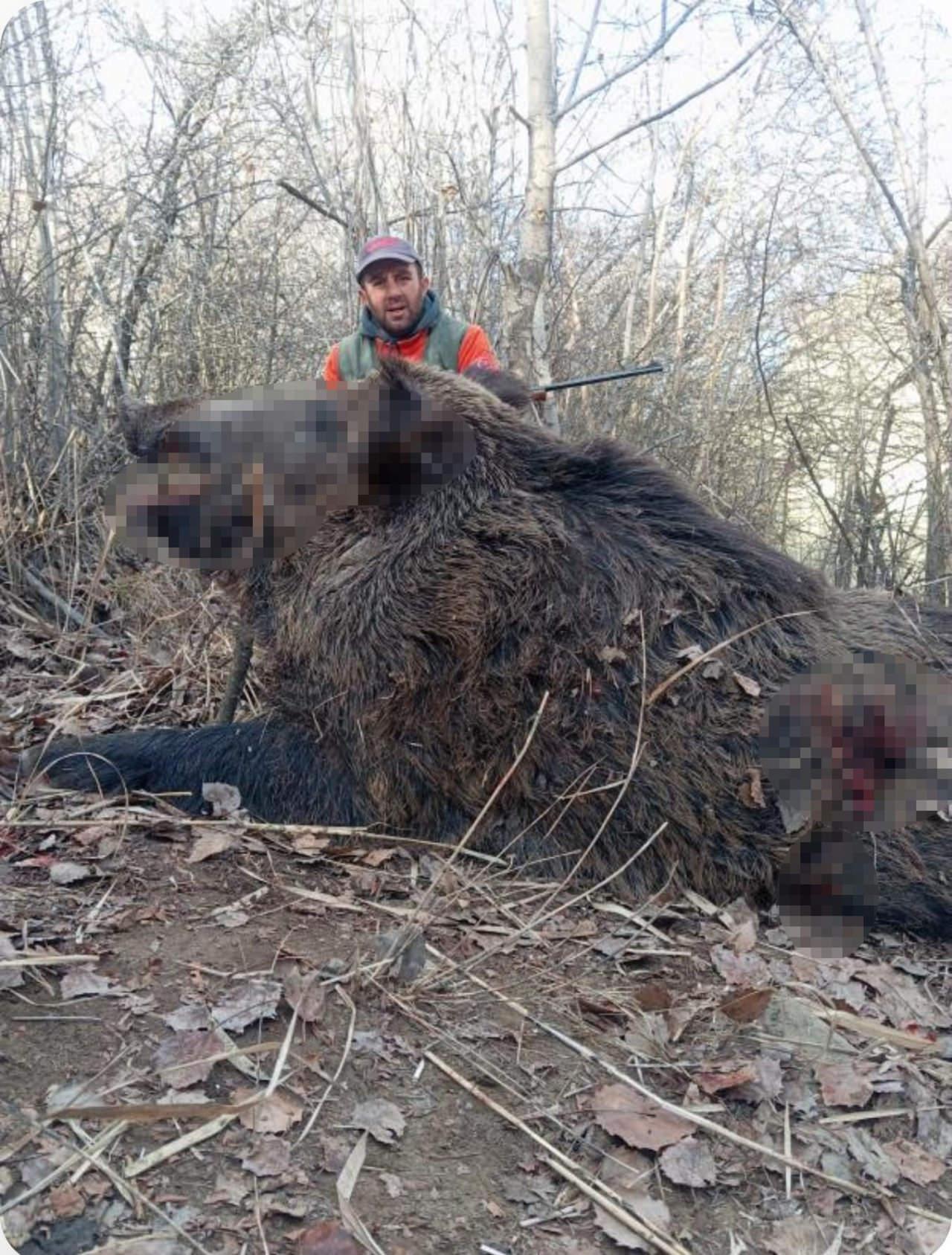 Yaklaşık 250 kilogram gelen yaban domuzu. 