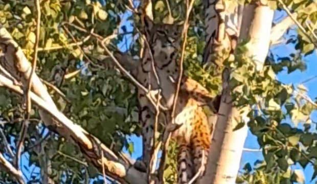 Tunceli'de bir köylü görüntüledi: Öldürmenin cezası 45 milyon TL