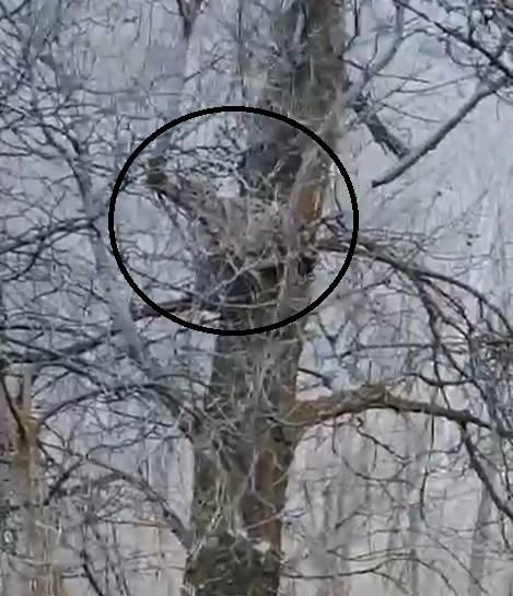 Köy halkı tarafından cep telefonu kamerasıyla görüntülendi.