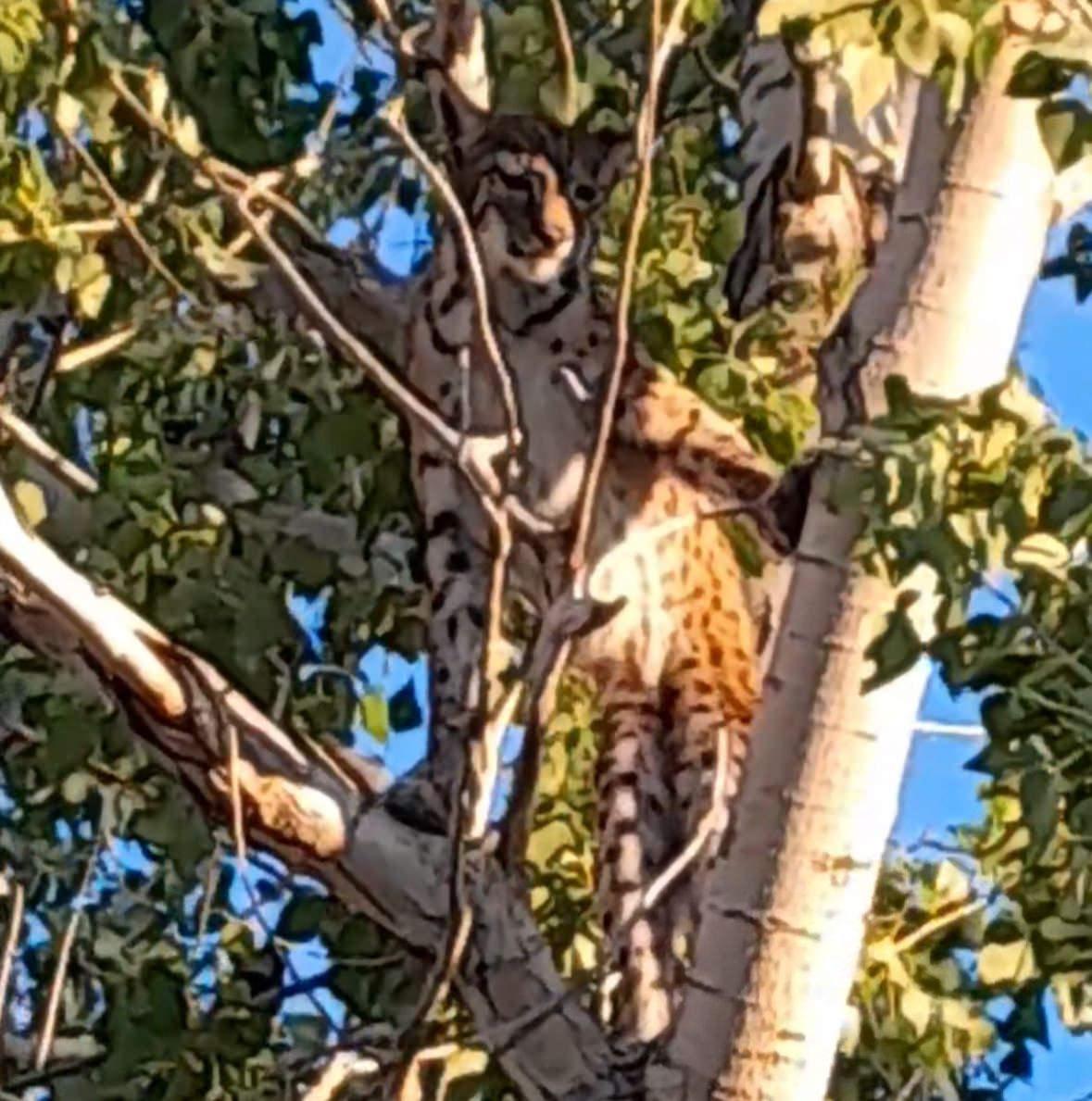 Uzmanlar tarafından Anadolu parsı olduğu söylenen vaşak.