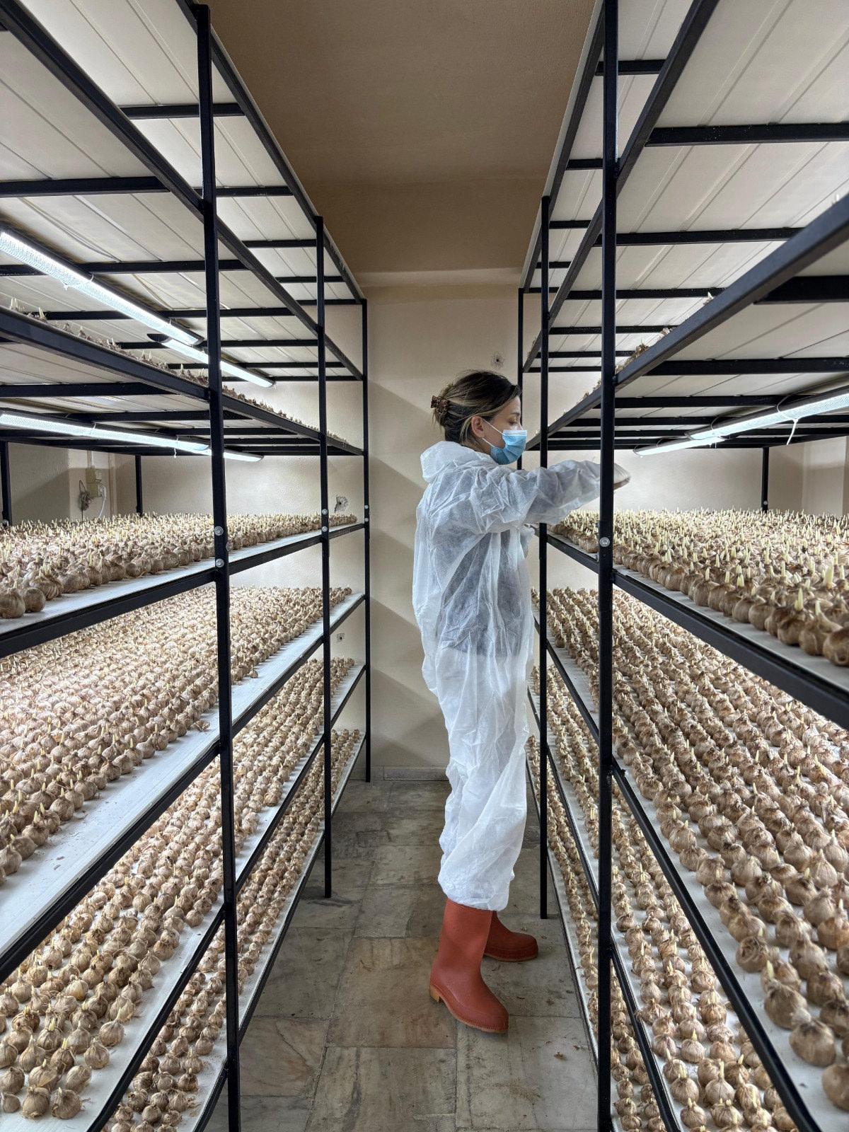 Safran üretim tesisi