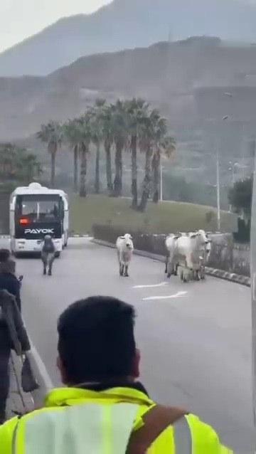 Firar eden anguslar böyle görüntülendi.