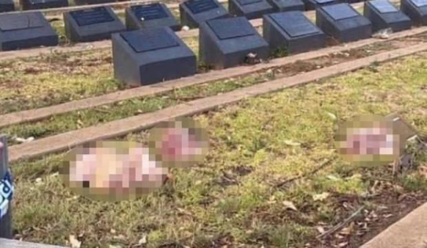 Avustralya'da Ha&ccedil;lı zihniyeti yine hortladı! M&uuml;sl&uuml;man mezarlığına domuz başlı saldırı!