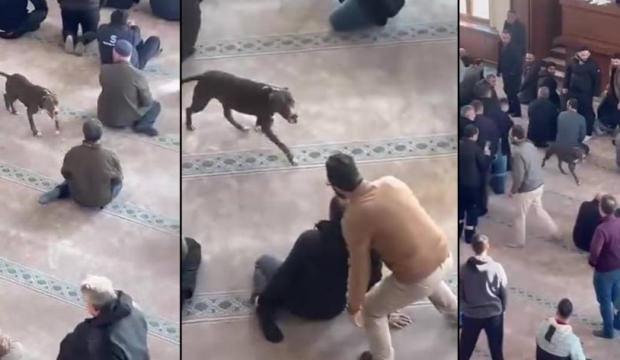 Camiye giren pitbull yakalandı, sahibi hakkında karar