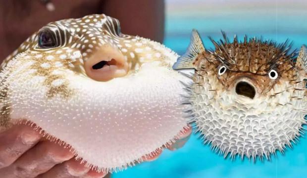 Balon balığı sevdası başına dert a&ccedil;tı!