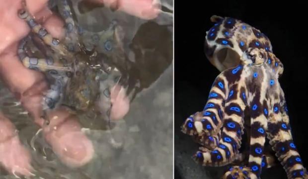 D&uuml;nyanın en zehirli ahtapotuyla oynadığını sonradan fark etti