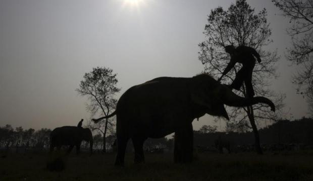 Hindistan'da fil s&uuml;r&uuml;s&uuml; kabusu! 5 kişi ezilerek yaşamın yitirdi! 