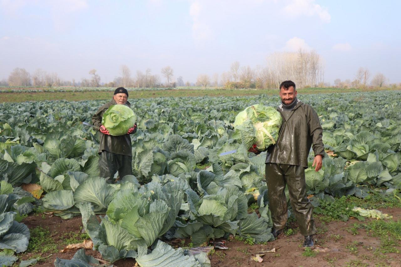 Beyaz lahana hasadı yapılmaya devam ediliyor.