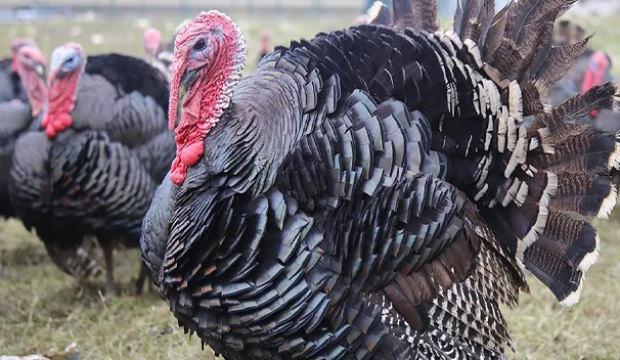 Yılbaşı &ouml;ncesi hindiye talep arttı