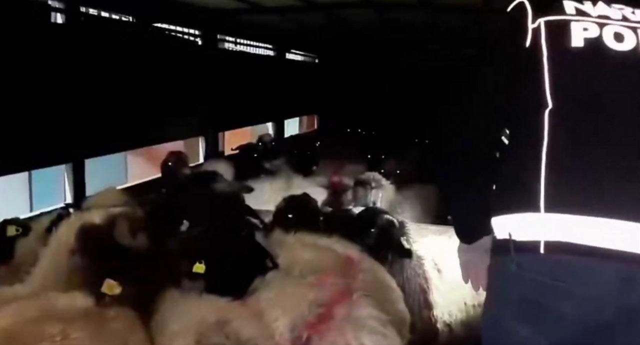 Karınların boşluklarında uyuşturucu madde çıkan hayvanlar.