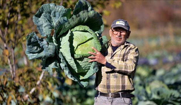 Hobi olarak başladı! Lahana yetiştiriciliği gelir kapısı oldu
