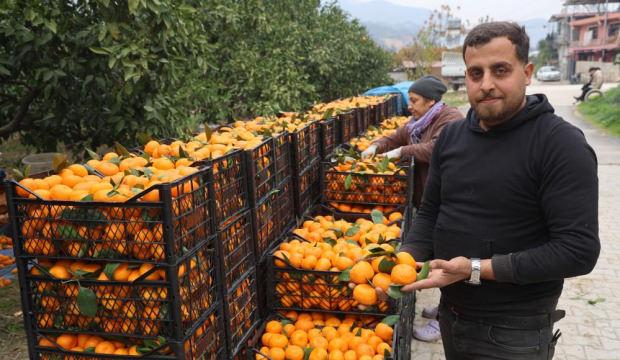 Mandalina &uuml;reticilerinden market fiyatlarına tepki