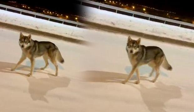 Beyaza b&uuml;r&uuml;nen şehrin ortasında kurtla burun burun geldi