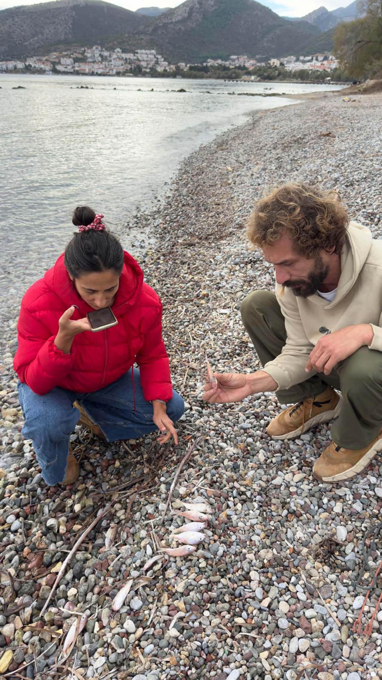 Sahile vuran balıkların ölüm nedeni kirlilik değil. 