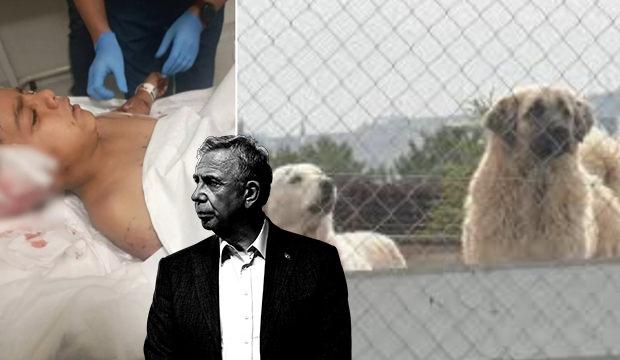 Ankaralı &lsquo;Yavaş Yavaş&rsquo; par&ccedil;alanıyor! ABB seyrediyor başıboş k&ouml;pek ter&ouml;r&uuml; yayılıyor