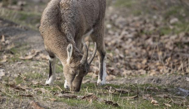 Tunceli'de zirvelerden inen yaban ke&ccedil;ileri &Ccedil;emişgezek il&ccedil;esinde g&uuml;venle yaşıyor
